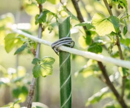 Применение оцинкованной проволоки в саду для подвязки растений