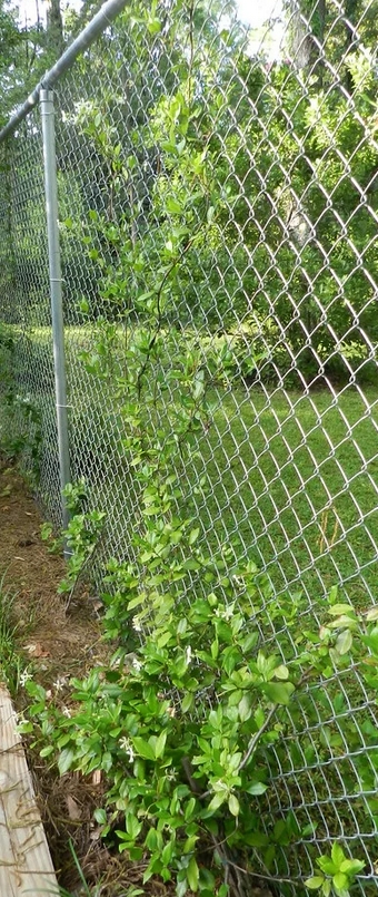 Забор из сетки-рабицы увитый девичьим виноградом на дачном участке